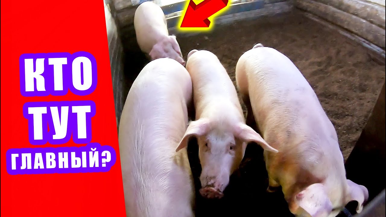 КАК 1 БОРОВ ТРОИХ ПРИСТРУНИЛ ► ВОЗДУШНЫЕ ШАРЫ над участком | проглистогонили свиней и поросят