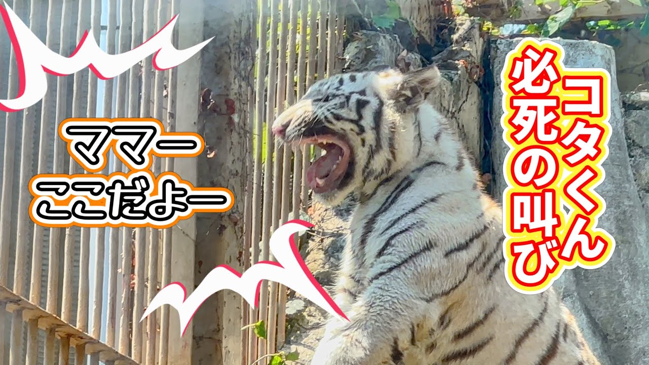 ママの鳴き声を聞いて必死に応えるコタくん🐯　7月22日 東武動物公園　ホワイトタイガー赤ちゃん