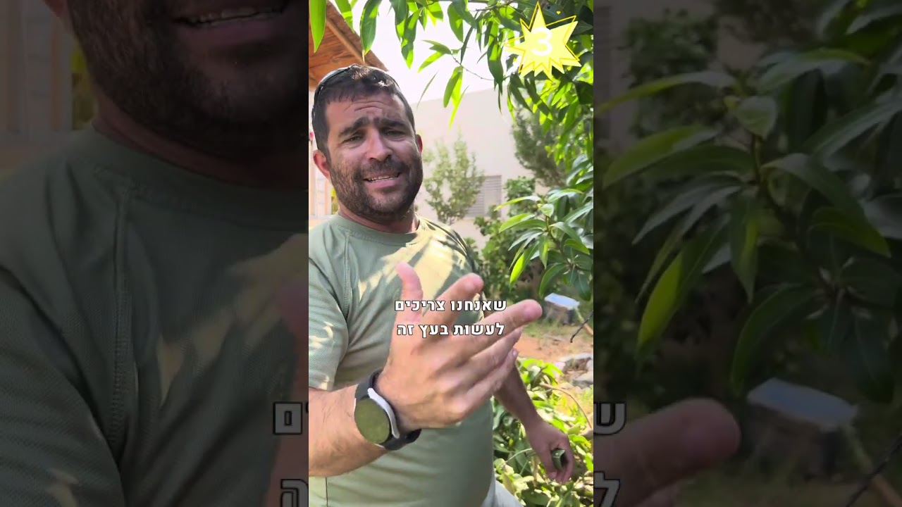 5 דברים שצריך לעשות לעץ מנגו בחודש ספטמבר
