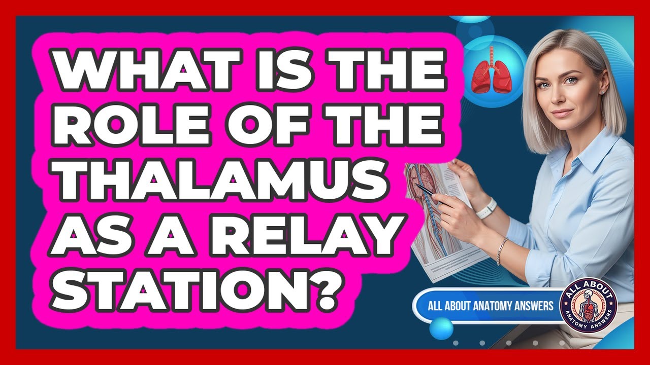 What Is The Role Of The Thalamus As A Relay Station?