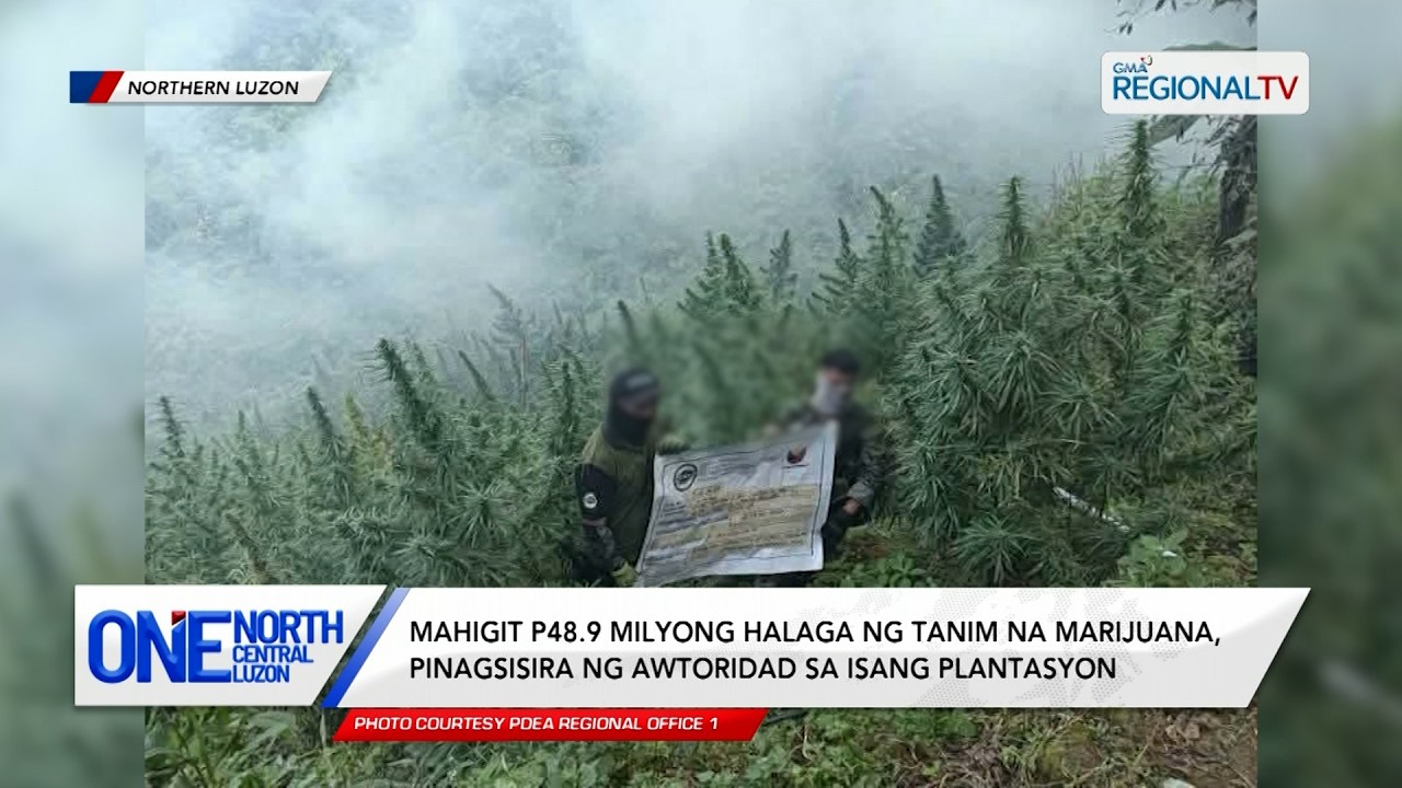 Mahigit P48.9 milyong halaga ng tanim na marijuana, pinagsisira | One North Central Luzon