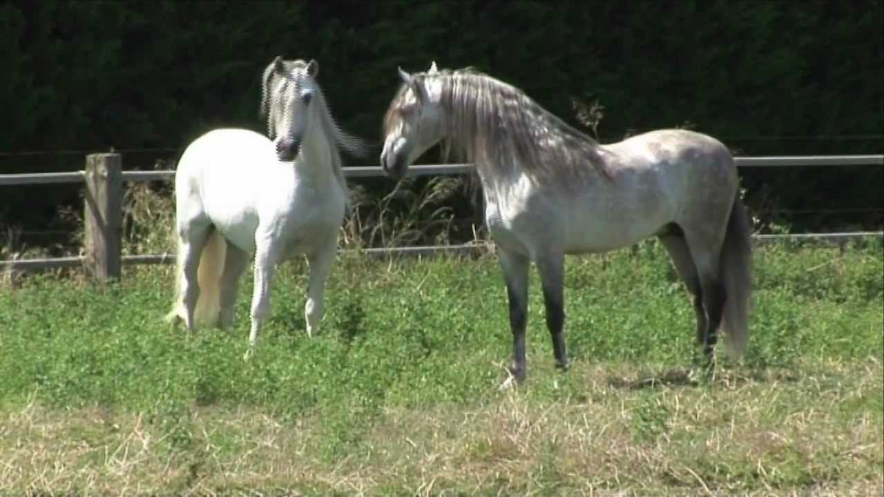 4 PRE Deckhengste im freien Spiel - 4 Andalusian stallions and their unbelievable movements