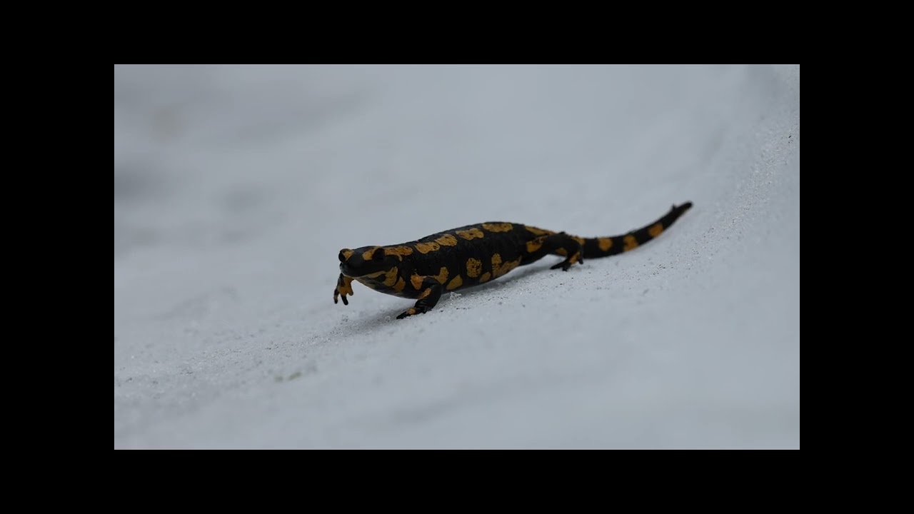 Wintersalamander