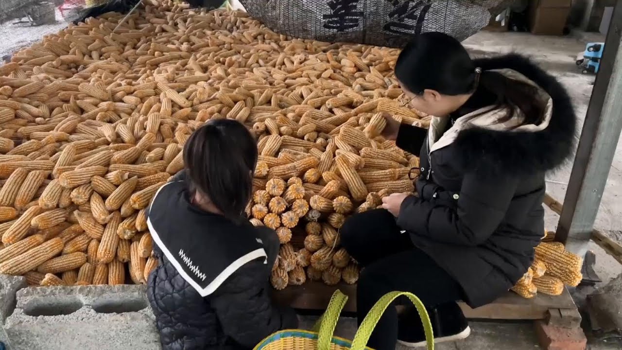 老鸭给刘明献殷勤，谁知把小情人得罪了，一番话让人哭笑不得