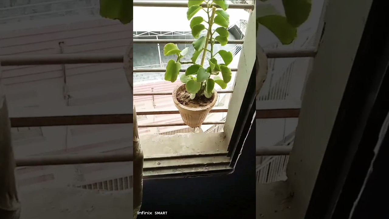My Dear Plants || luchey plant that give you success #plant #succesd #luckey