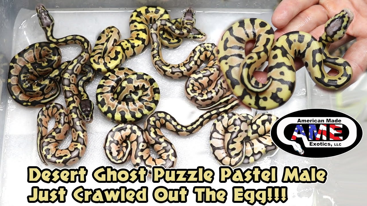 Desert Ghost Puzzle Pastel Male Just Crawled Out The Egg!!!  23BPc3 AME v30