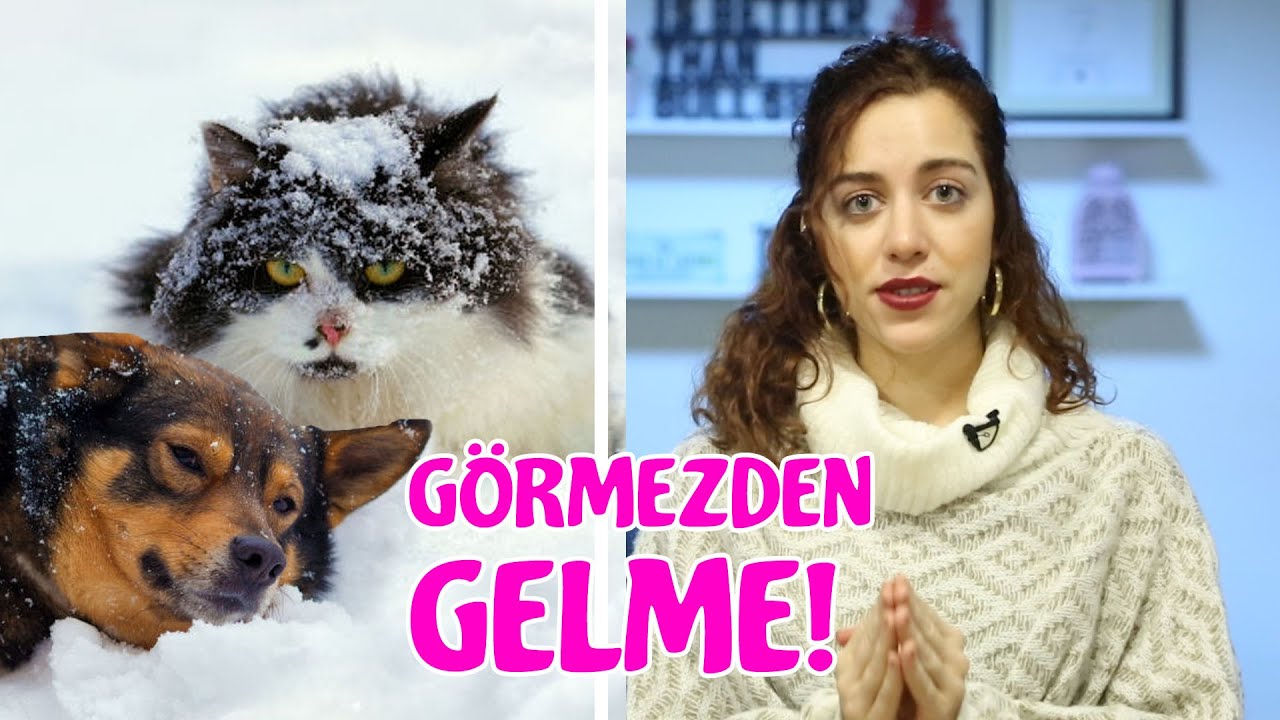 Kış Geldi Çattı: Sokaktaki Hayvanlar İçin Yapabileceğiniz 13 Faydalı Bilgi
