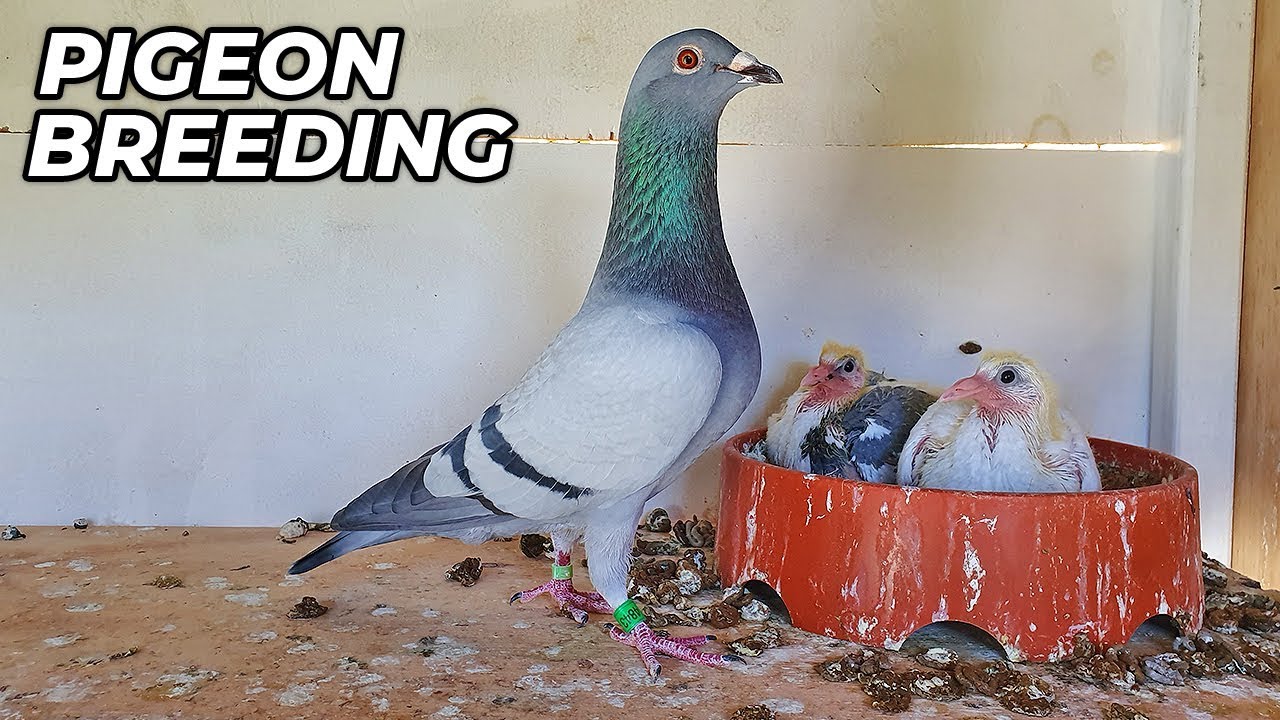 Basic PIGEON Breeding Requirments