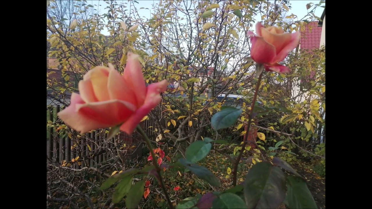 LETZTE ROSE, Irisches Volkslied, Ioan Suciu Tenor, Ioana Petrina Klavier