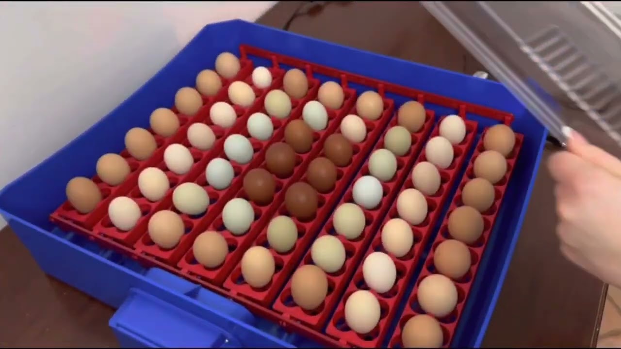 Incubatrice per Uova Professionale Borotto Lumia 56