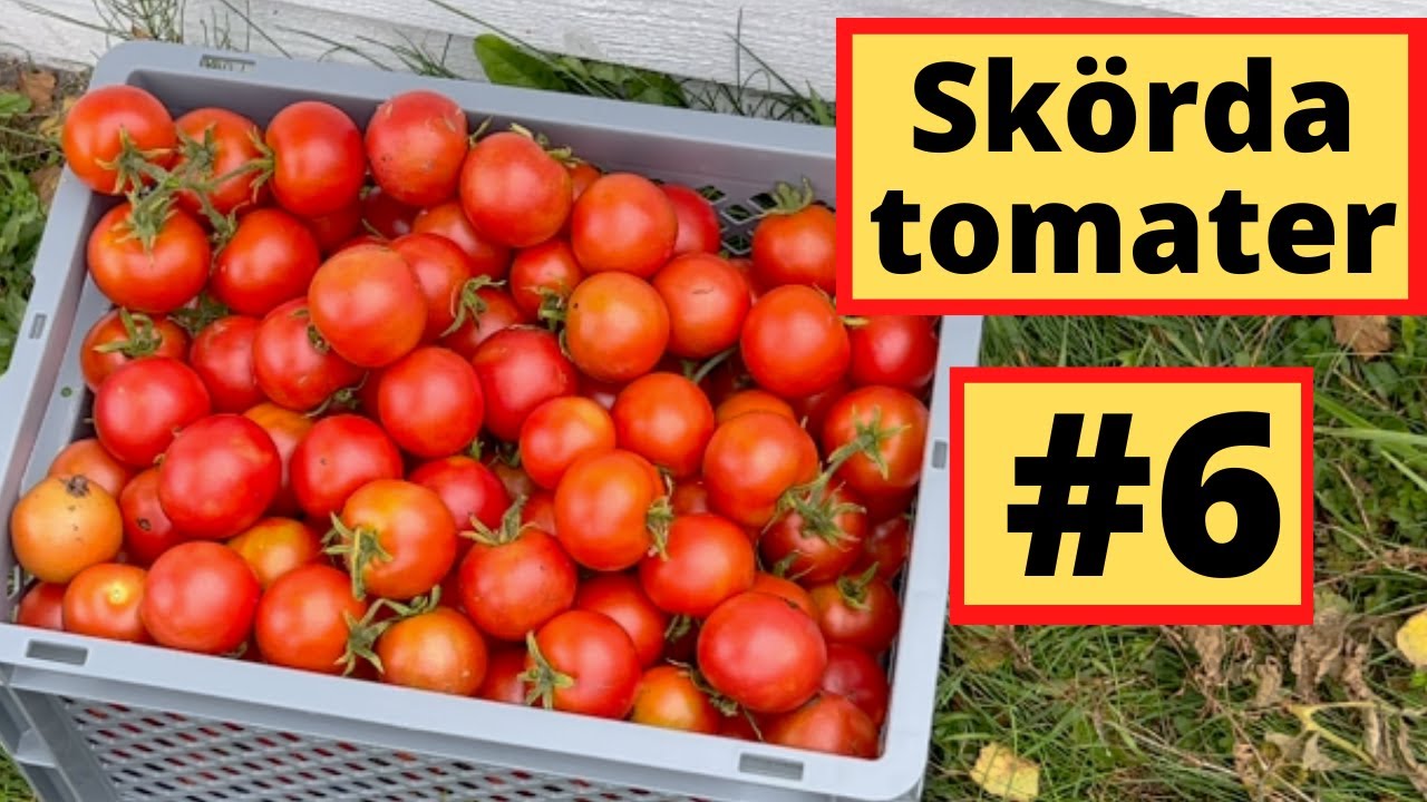 Drivbänk #6 Tomatskörd med älgbesök