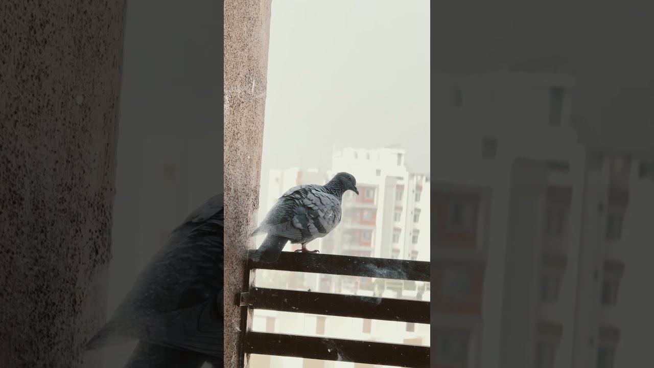 Pigeon 🦆 
