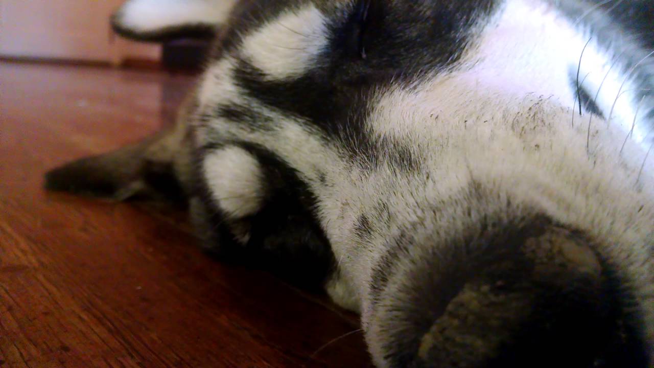 PuPpEr DoEs A sLeEp