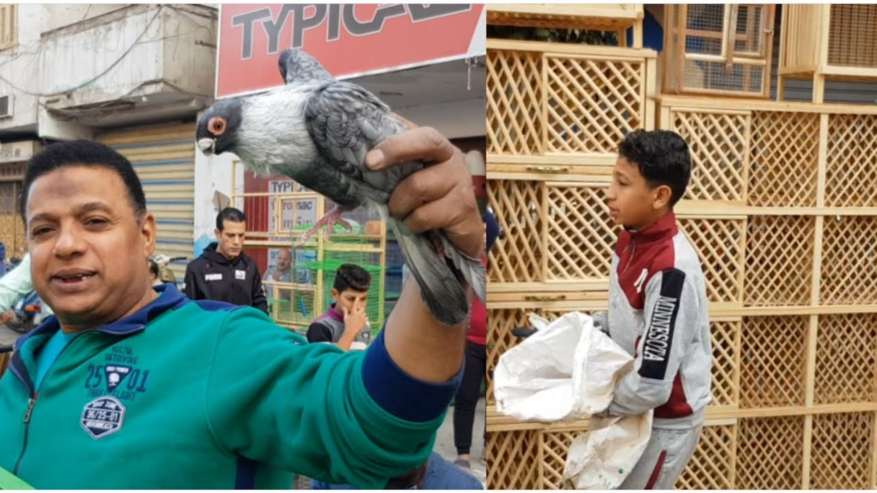 سوق حمام المحله الكبري ،أسعار الحمام، الزاجل، الغزار ،الحلي ، المتاليت ج٣ Egyptian pigeons market