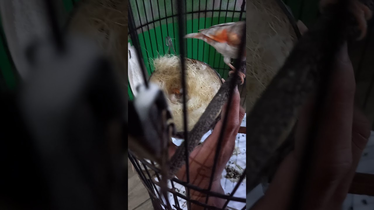 penangkaran Redsiskin sangkar gantung