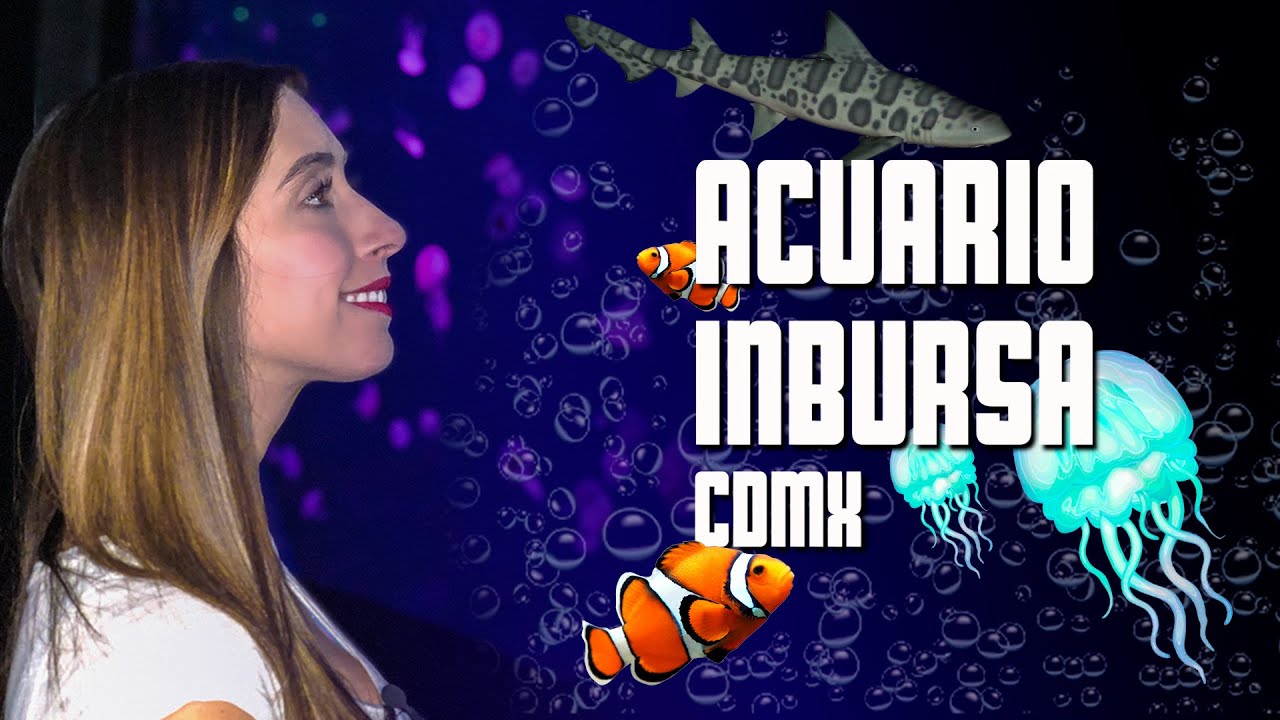 El ACUARIO MÁS GRANDE de Latinoamérica / Alejandra Toledano