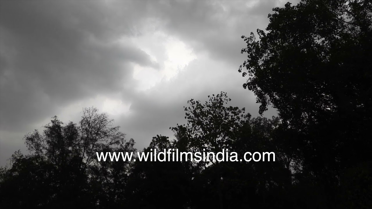 Storm before rain: monsoon windiness followed by heavy rain in North India's summer rainy season