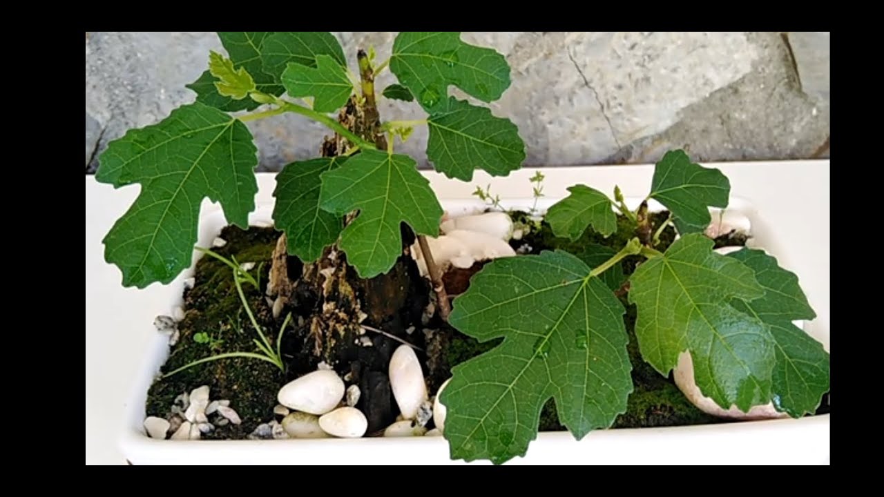Bonsai de Figo
