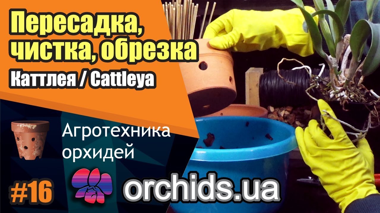Пересадка, чистка, обрезка Каттлея / Cattleya