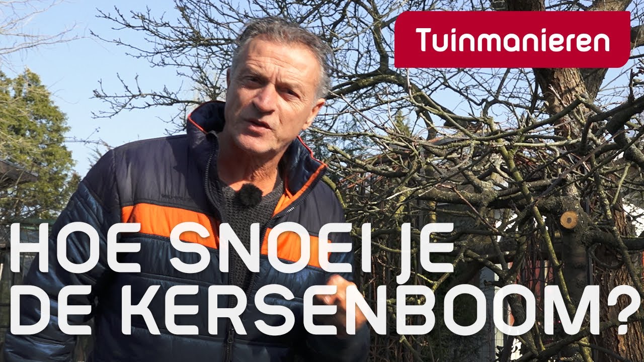 De kersenboom, hoe snoei je m? | Tuinieren | Tuinmanieren