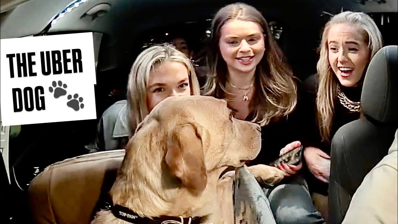 RIDERS MEET THE FAMOUS UBER DOG! (Ep. 74)