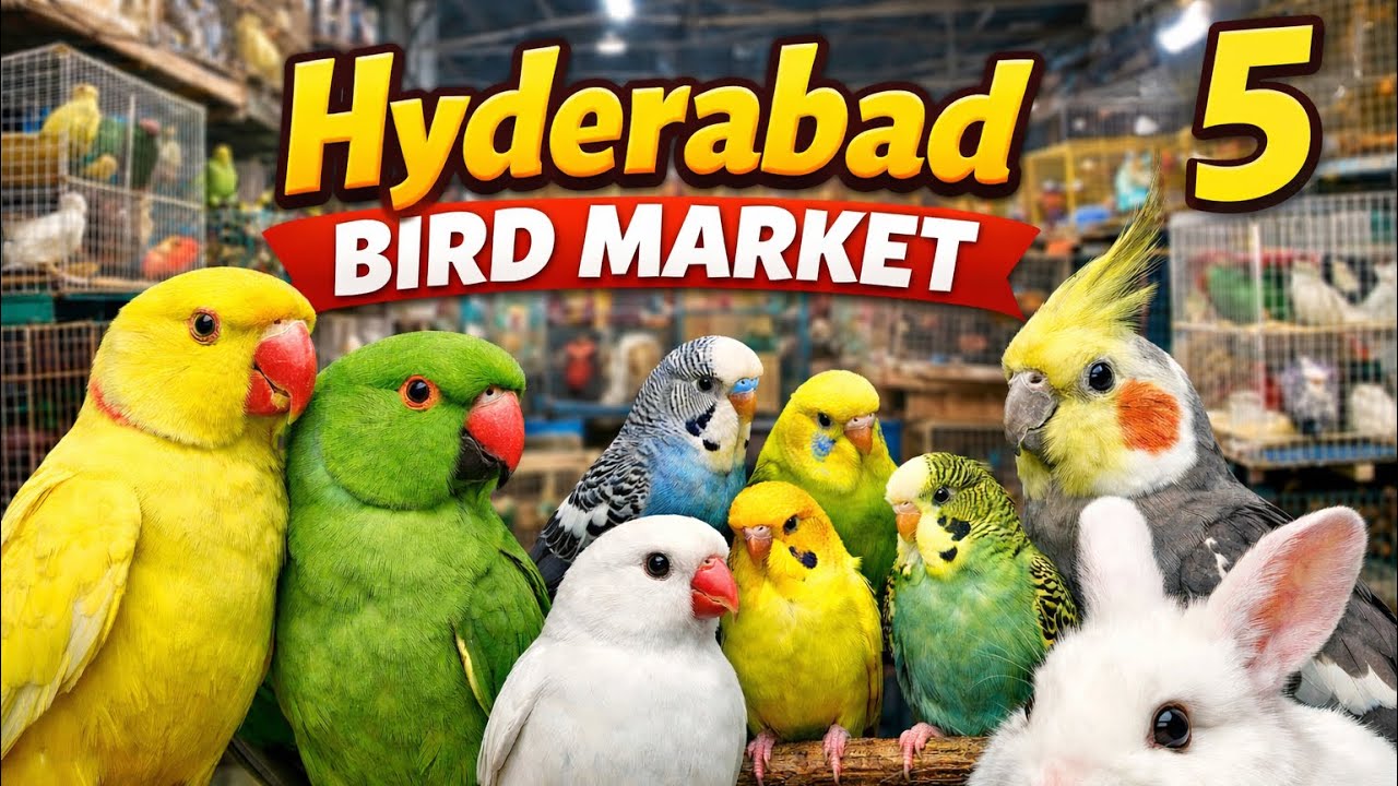 HYDERABAD BIRD MARKET.  FRIDAY 26 December new video 