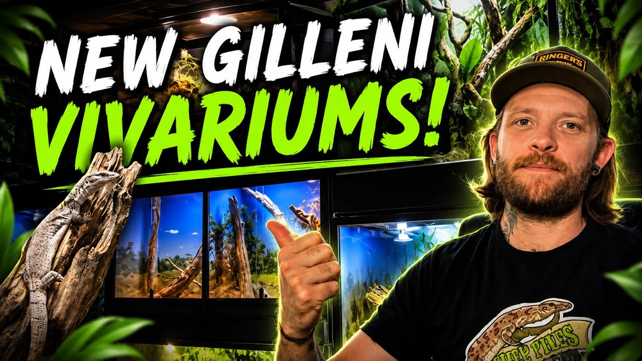 Building NEW Form Ply Vivariums FROM SCRATCH, For My Gillen’s Monitors!