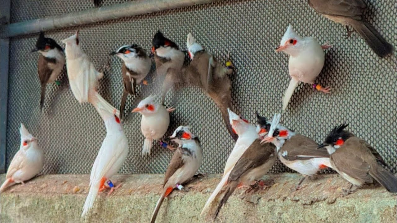 MỞ BÁN CHÀO MÀO BỘ KHỦNG 20 mã Siêu To bự Cao Bằng Vip | Bao to khủng & Giấy xét nhiệm giới tính 