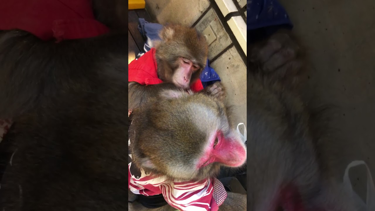「尽くし倒す毛づくろい」Jr.2 & ヒロキアモレ at お台場 〜猿回し〜 日光さる軍団