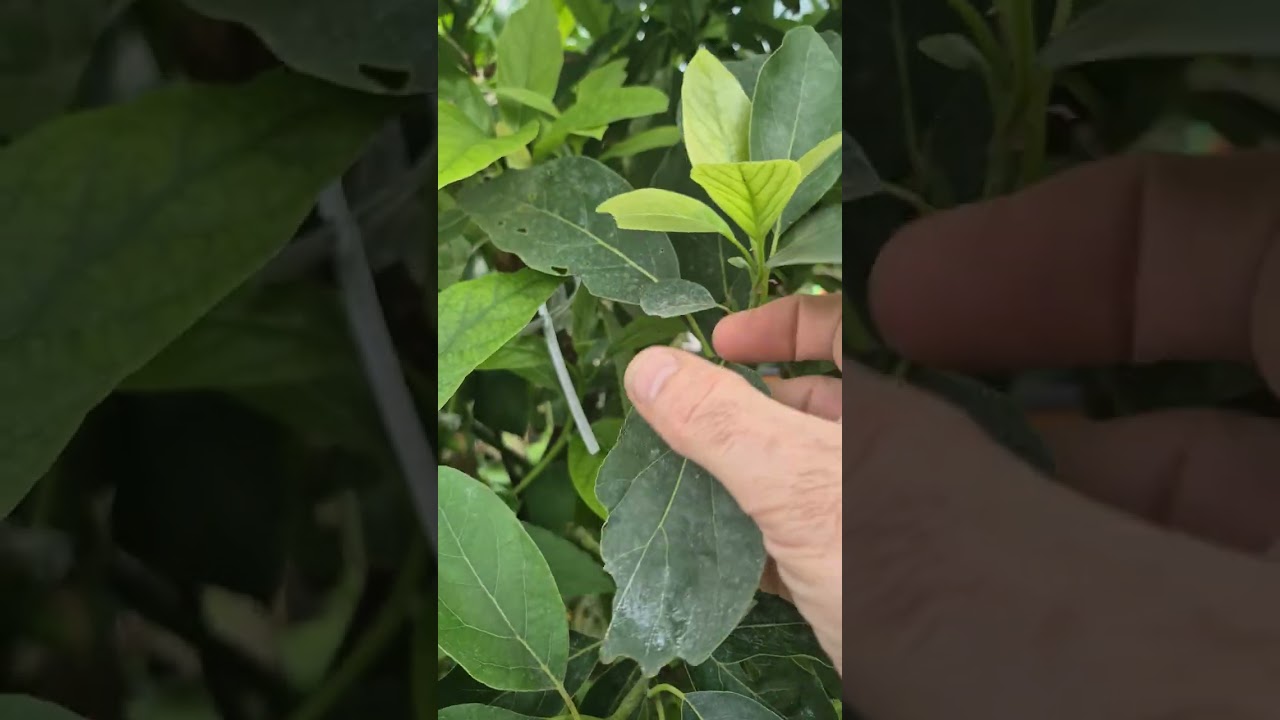 UK Avocado update (12th Nov 2025)
