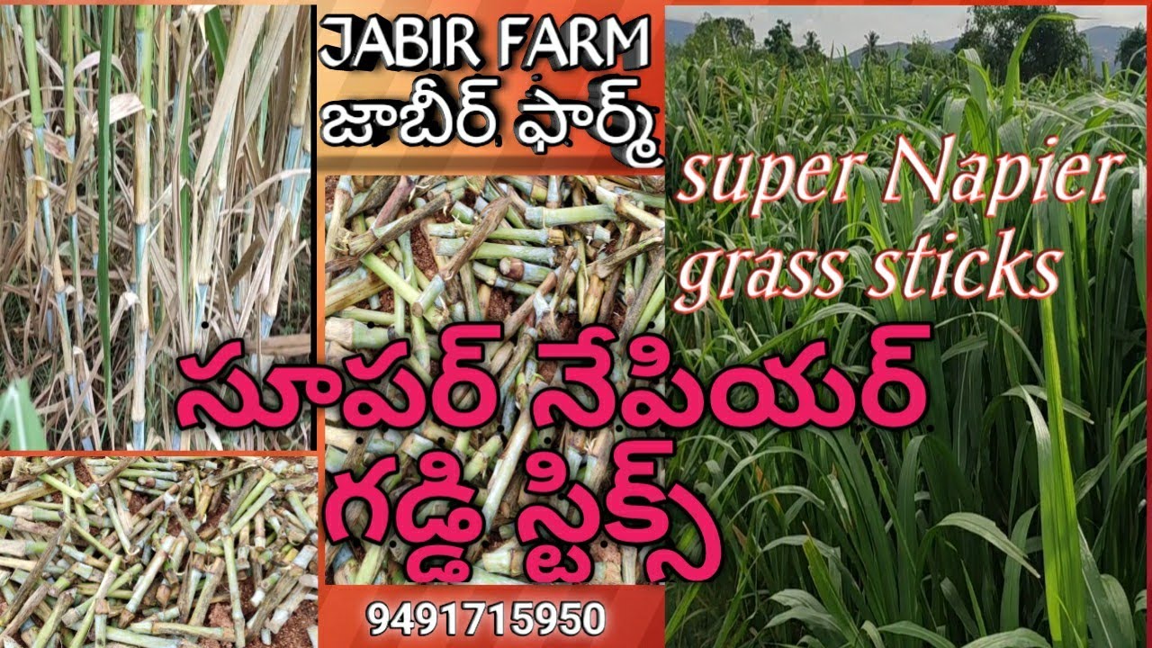 Super Napier grass sticks, సూపర్ నేపియర్ గడ్డి స్టిక్స్.jabir farm,జాబీర్ ఫార్మ్.