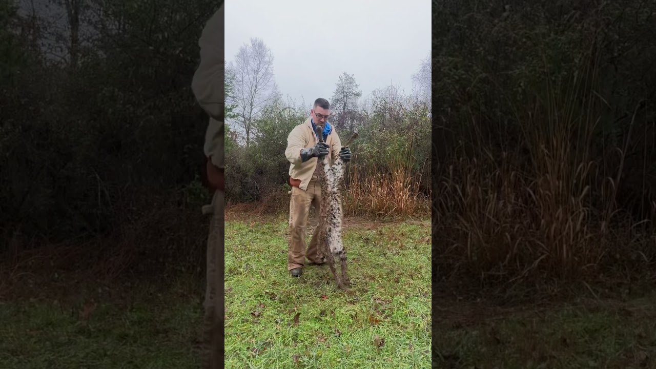 Huge male bobcat caught with an MB550 foot trap by team member Gary Longfellow 