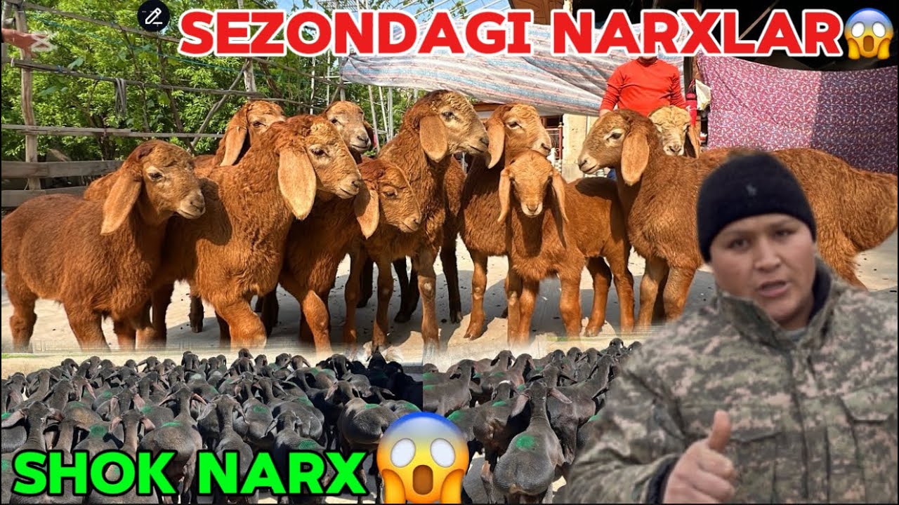 BUGUN KLENT UCHUN DONIYORBEK ARZONCHIGA NAQ BÕG’OZLAR KELDI SHOSHLING 