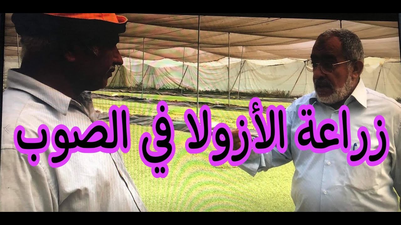زراعة الأزولا في الصوب (الكيفية ـ المشاكل وحلها)