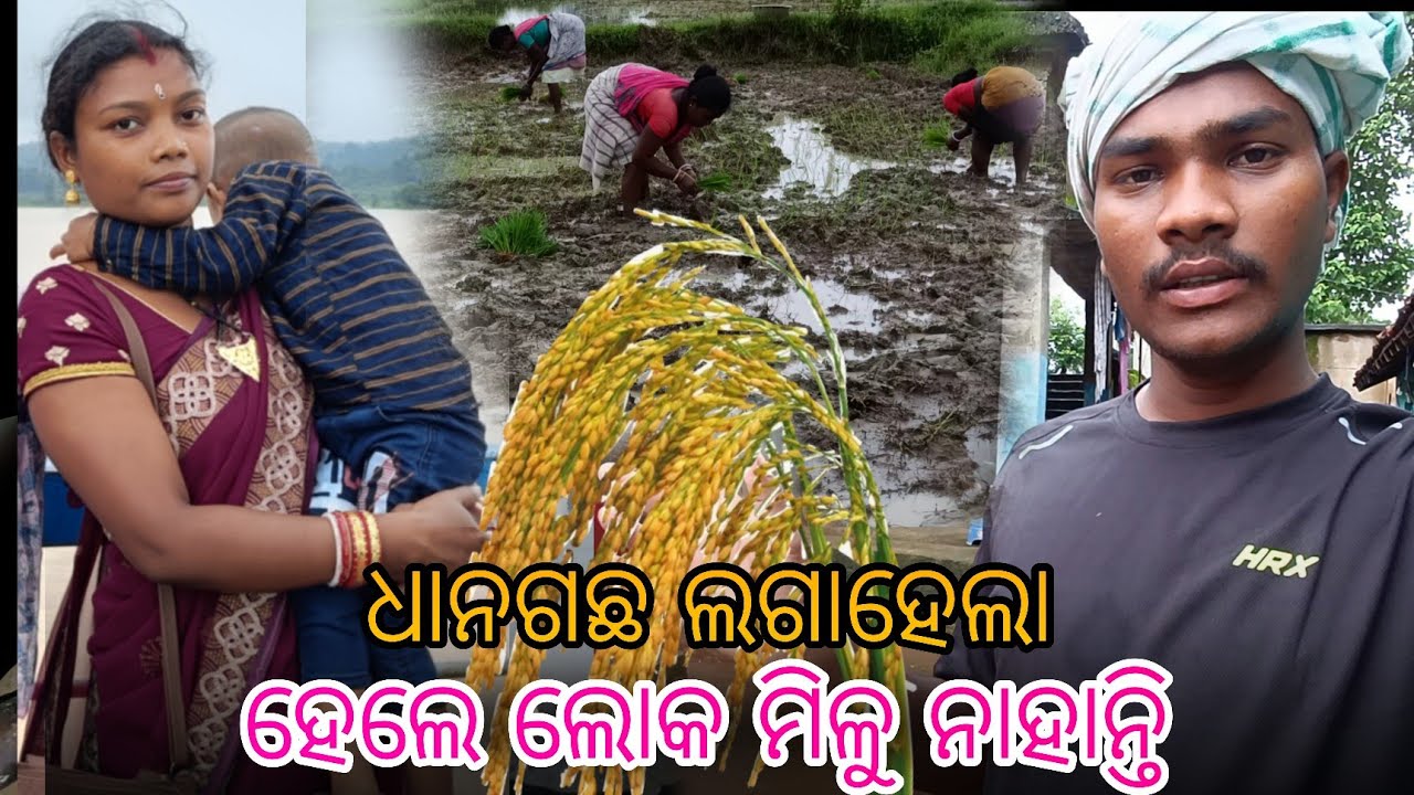 ଧାନଗଛ ଲଗାହେଲା।। Dhana Gachha Laga Hela