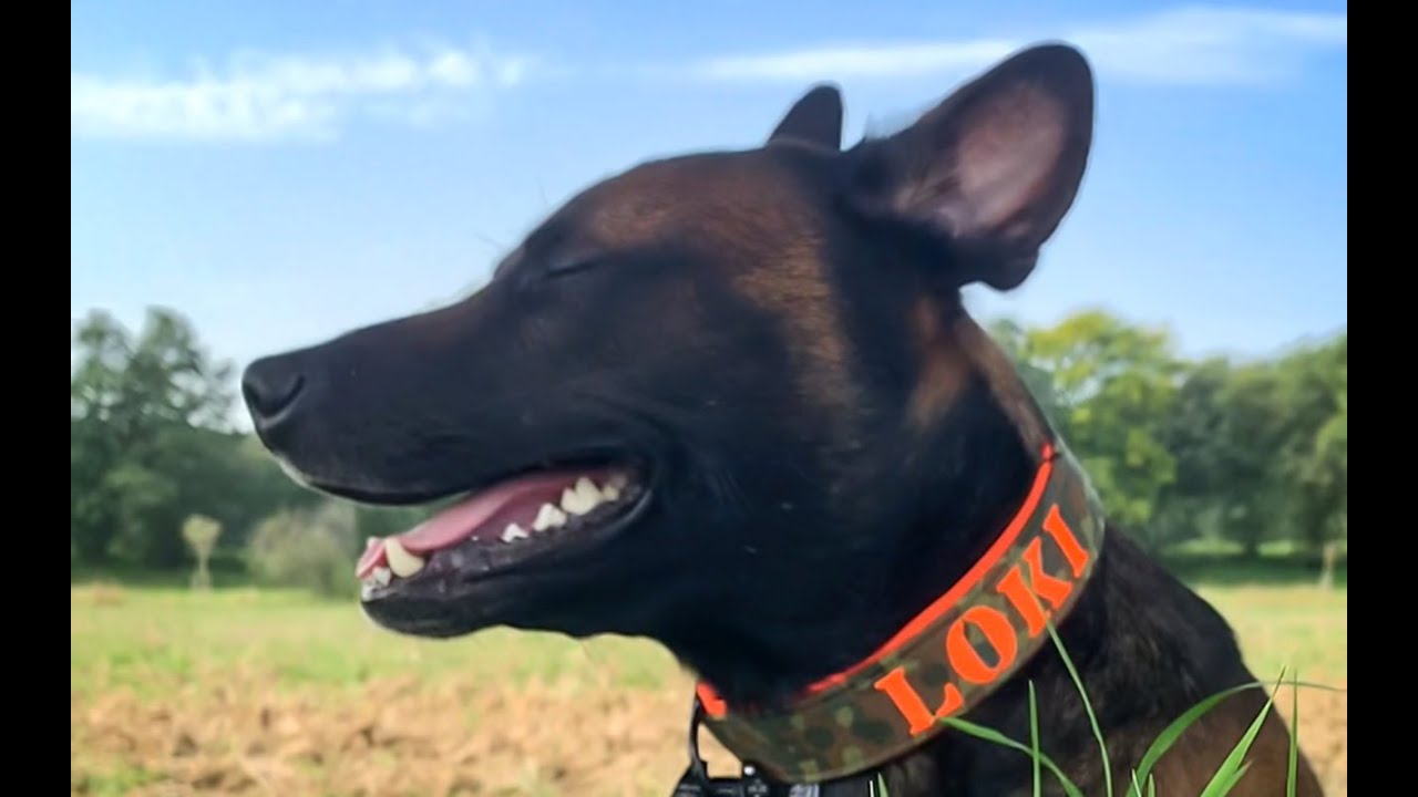 Loki und seine Holzliebe