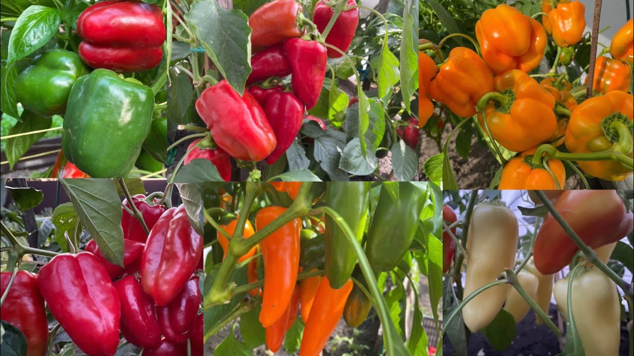 УРОЖАЙНЫЕ 6 сортов ПЕРЦА! Очень вкусные, обзор сортов