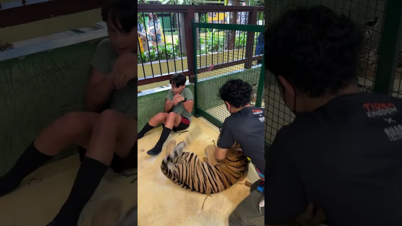 This tiger tried to attack me!! #viral #funnyviral #funny #tiger #attack #babytiger