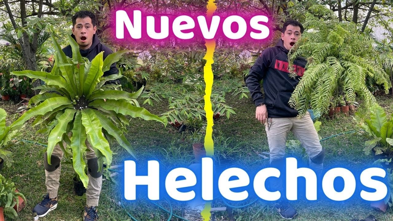 COMPRE 5 NUEVOS HELECHOS Y UNO DE ELLOS PARECE PIEL DE COCODRILO || HUERTO CITADINO