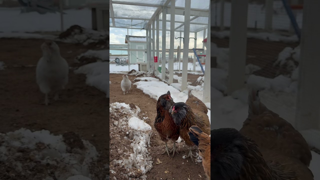 How much space do chickens need? #chickens #chicken #freerangechickens #chickencoop #chickenmom