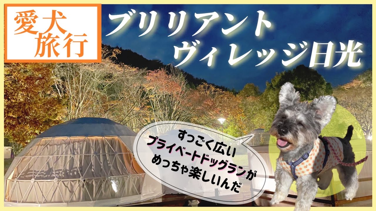 【ブリリアントヴィレッジ日光】国内最大級のプライベートドッグラン付きの グランピング施設｜愛犬ミニチュアシュナウザーも大はしゃぎ♪　【栃木県日光市】