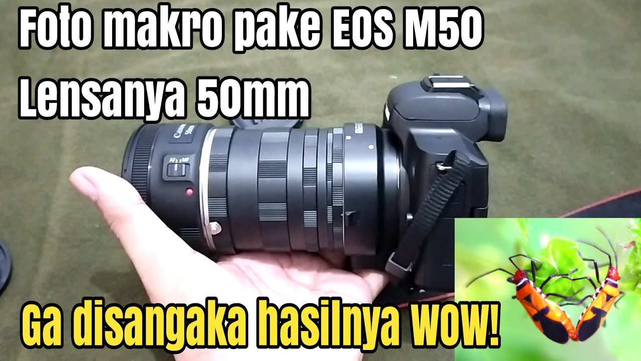Foto Macro dengan Canon EOS M50 + EF lens 50mm 1.8 ii dengan bantuan Extension Tube