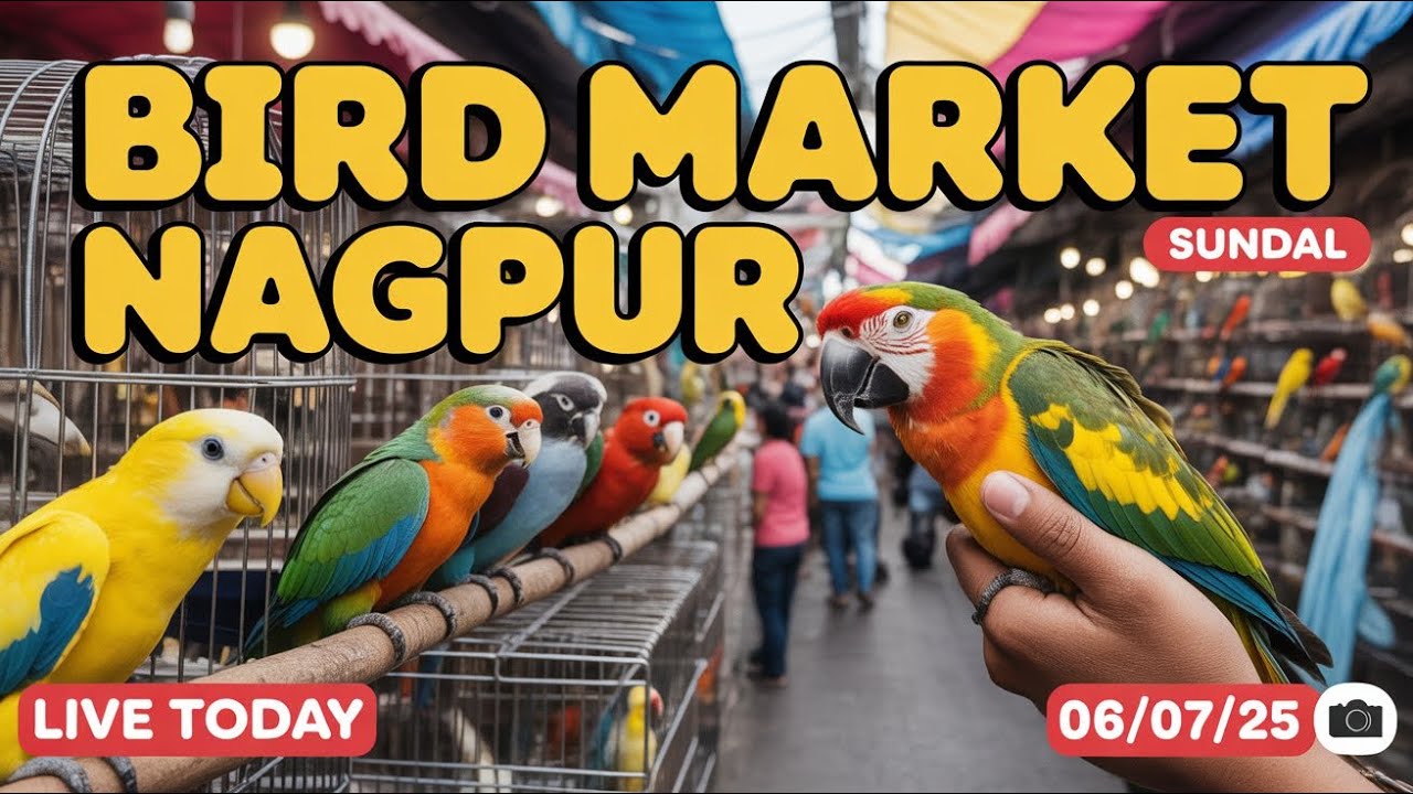 Bird Market Nagpur Today 06/07/25 | lakadganj Ka bird Market | Bird Sunday Market Nagpur ka
