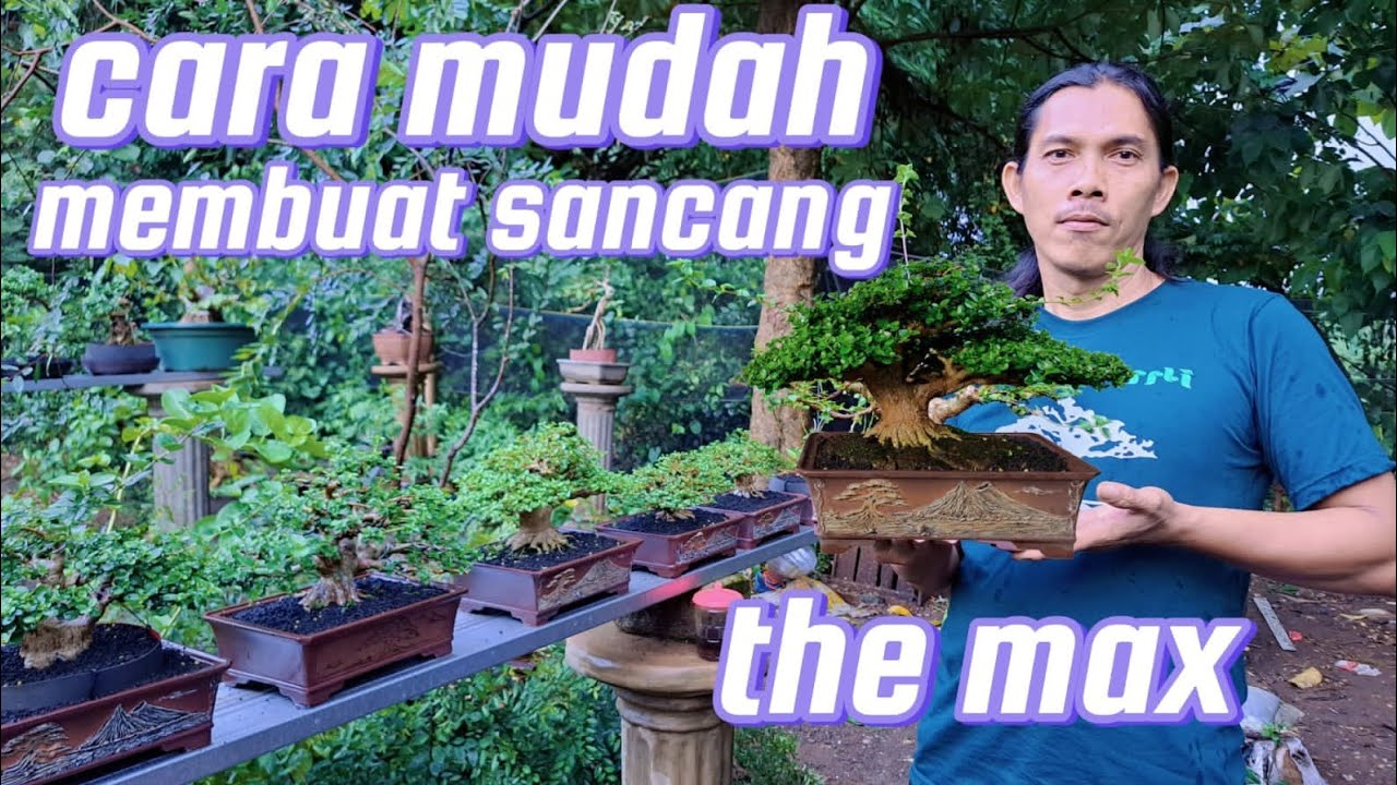 program membuat bonsai sancang melalui cangkok #bonsai #sancang #pesonabonsai