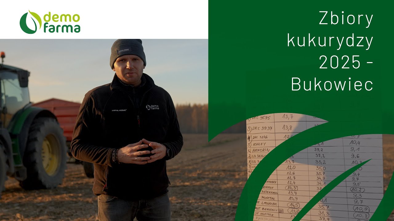 🌽 Wyniki plonowania kukurydzy na Demo Farma Bukowiec – topowe odmiany Ampol-Merol