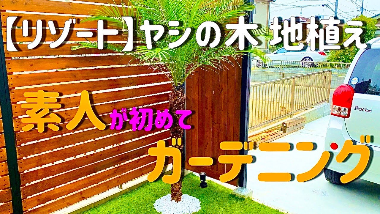 【DIY】（ヤシの木）フェニックス・ロベレニーを地植えしてみた！