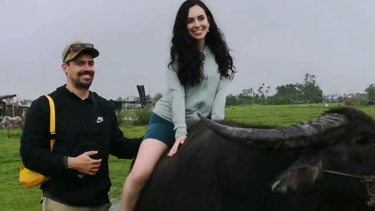 Riding a water buffalo, hoi an rice field. 