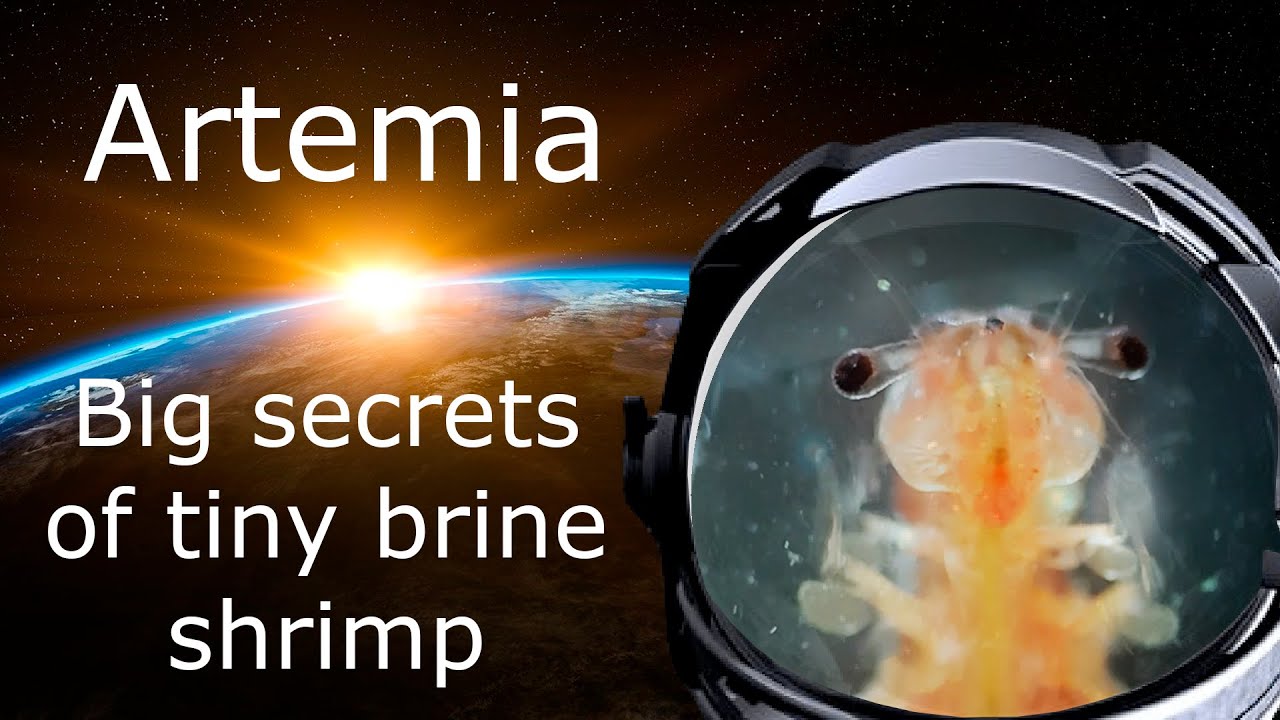 What Is Artemia? All About Brine Shrimp: Interesting Facts, Anatomy, Habitat and Reproduction