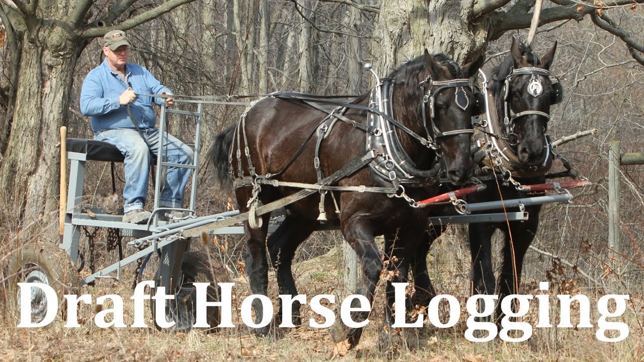 Logging with Draft Horses at Riceland Meadows Farm