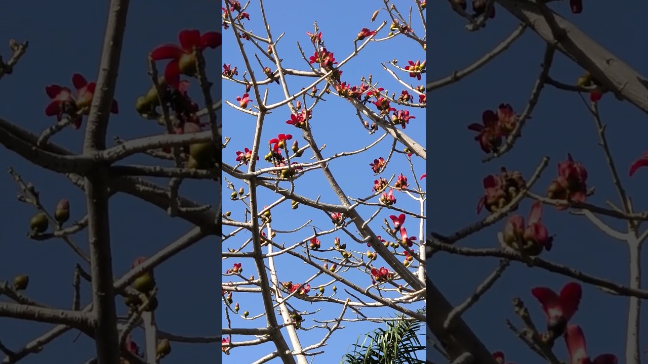 Bombax ceiba - the Cotton tree is blooming!Бомбакс сейба- Хлопковое дерево цветет!